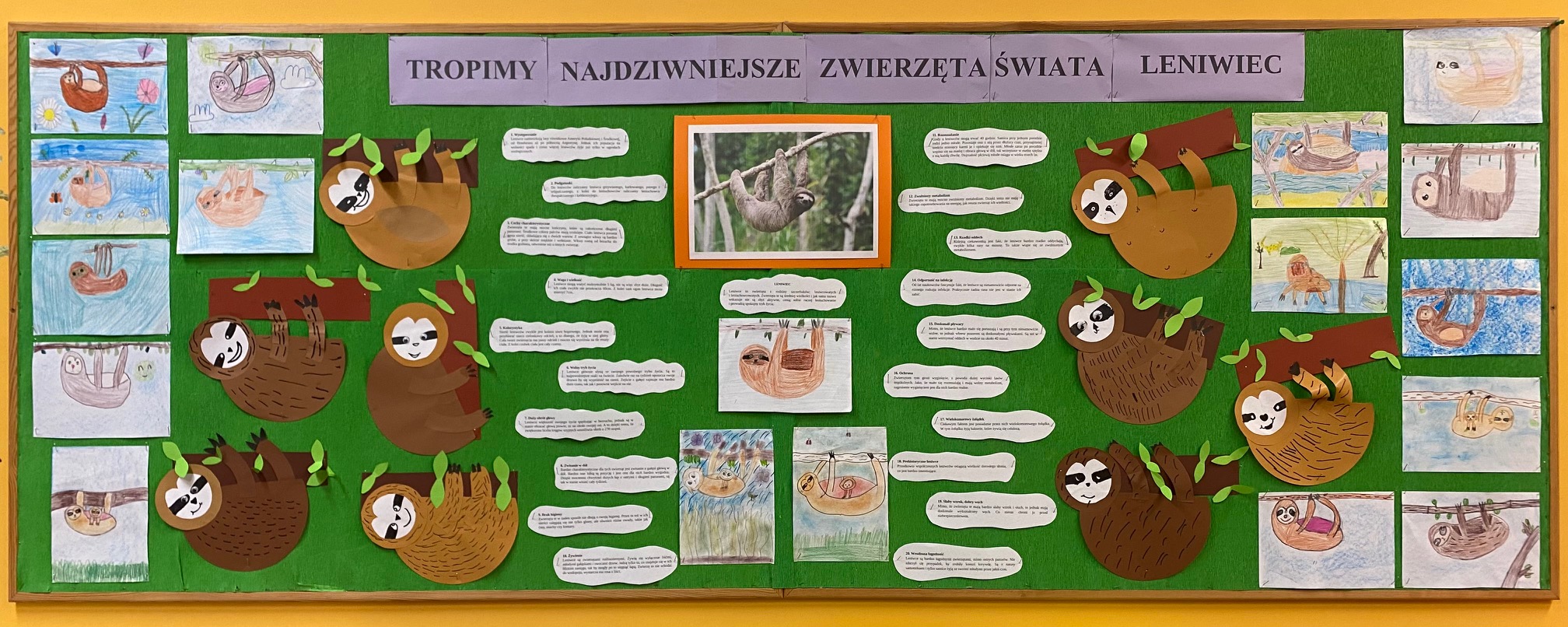 Tablica z informacjami na temat Leniwca oraz pracami plastycznymi dzieci przedstawiająca leniwce malowane oraz z papieru kolorowego.