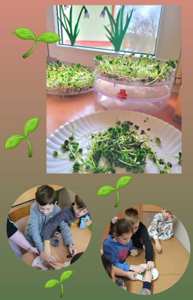 Zdjęcie to kolaż 3 zdjęć, jedno prostokątne, dwa umieszczone na dole okrągłe, na różnokolorowym tle, pomiędzy zdjęciami grafika zielonych listków. Na pierwszym zdjęciu widać otwartą kiełlownicę z kiełkami na drewnianym parapecie i część kiełków pokrojonych na białym, papierowym talerzyku. W tle okno, na którym przyklejone są papierowe przebiśniegi. Na okrągłych zdjęciach dzieci siedzące przy drewnianych stolikach, degustujące wyrośnięte wcześniej kiełki.