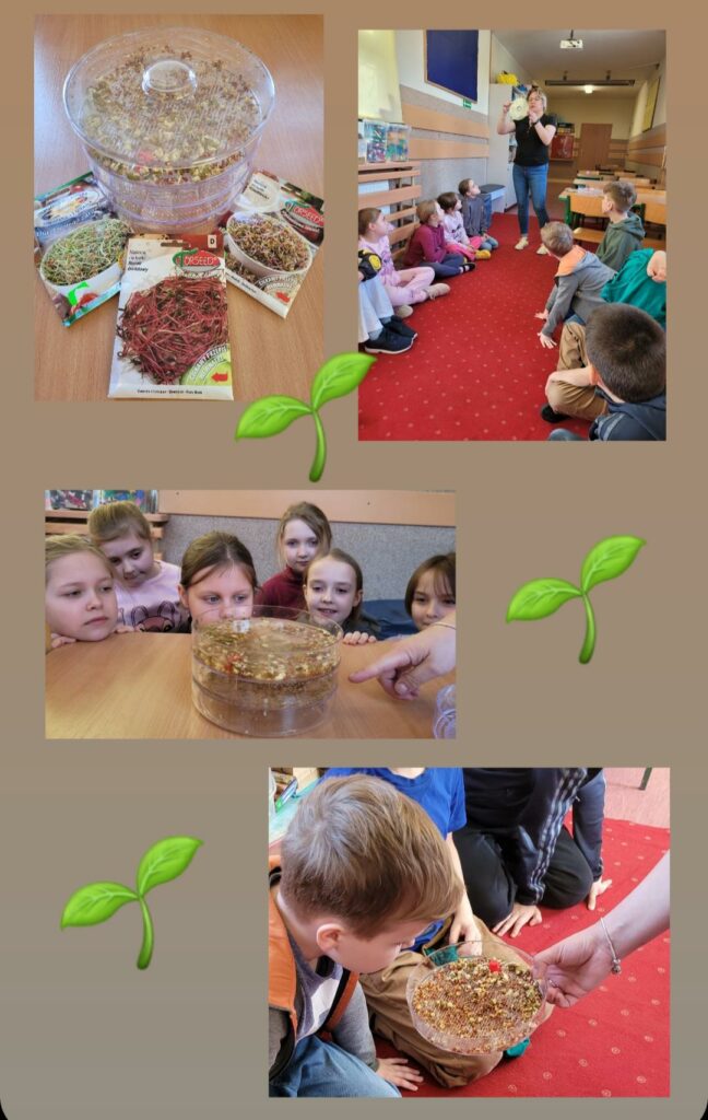 Zdjęcie jest kolażem 4 zdjęć na beżowym tle. Na pierwszym zdjęciu widać plastikową kiełkownice, w niej wyrośnięte już kiełki oraz 3 opakowania nasion, wszystko na drewnianym blacie. Na drugim zdjęciu grupa dzieci siedząca na czerwonej wykładzinie i stojąca przed nimi Pani. Po lewej stronie ścjana a na niej drewniania tablica z niebieskim tłem, po prawej stronie drewniane stoły, krzesła i ściana. Na trzecim zdjęciu widać 4 głowy dzieci, pochylające się nad blatem drewnianego stołu, na którym stoi plastikowa kiełkownica z wyrośniętymi kiełkami i dłoń Pani. W tle za dziećmi szara ściana z deewnianymi elementami. Ostatnie zdjęcie przedstawia chłopca i część dzieci oglądających fragment kiełkownicy i rosnące w niej kiełki, dzieci siedzą na czerwonej wykładzinie. Pomiędzy zdjęciami umieszczono grafikę zielonych listków.