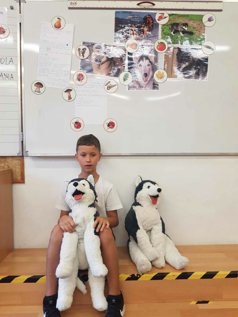Chłopiec siedzi w klasie, na schodkach przed tablicą. W rękach trzyma duż maskotkę psa. Obok, na schodkach stoi druga taka sama maskotka. za nim, na tablicy sa przyczepione magnesami zdjęcia takich psów i kartki z ciekawostkami o nich.