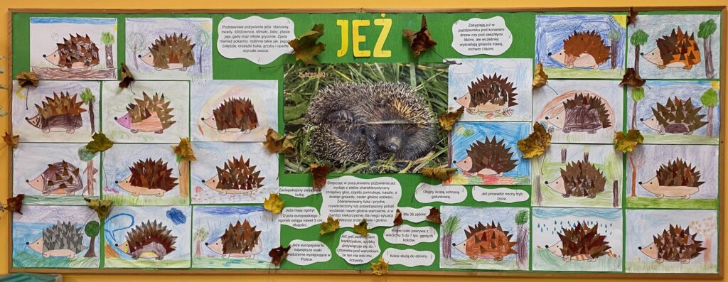 Zielona tablica z informacjami o jeżu, zdjęciem jeża oraz pracami plastycznymi dzieci, przedstawiającymi jeża z odstającymi kolcami z papieru kolorowego.