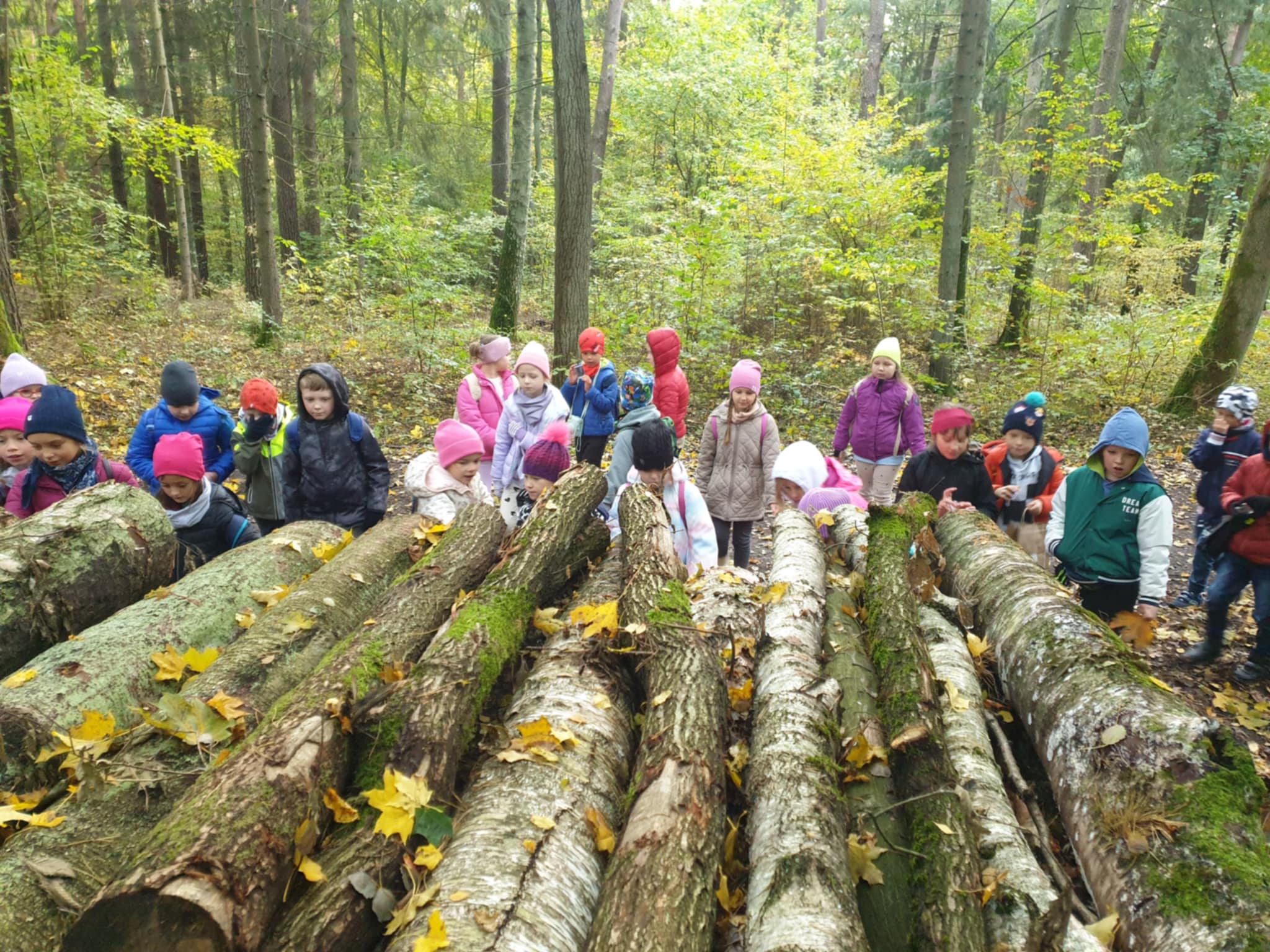 Na zdjęciu widzimy grupę dzieci podczas spaceru w lesie. Dzieci są ubrane w ciepłe kurtki i czapki, co sugeruje, że jest chłodniejsza pora roku, jesień. W tle widać gęste drzewa, a na ziemi leżą pokryte mchem pnie drzew oraz opadłe liście. Dzieci wydają się być zaciekawione otoczeniem, niektóre z nich dotykają lub oglądają drewno. Cała scena sprawia wrażenie wycieczki edukacyjnej na świeżym powietrzu.