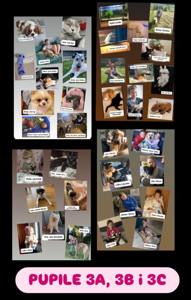Na przedstawionym kolażu zdjęć widnieją różnorodne zwierzęta domowe, należące do uczniów klas 3A, 3B i 3C. Zdjęcia podzielono na sekcje o różnym tle, gdzie każdemu pupilowi przypisano podpis z imieniem i właścicielem, co pozwala na szybką identyfikację. Wśród zwierząt znajdują się psy, koty, rybki, gryzonie oraz inne małe zwierzęta domowe, takie jak jaszczurki czy świnki morskie. Zwierzęta sfotografowano w różnorodnych sceneriach – zarówno w domowym otoczeniu, jak i na świeżym powietrzu. Na szczególną uwagę zasługuje różnorodność gatunkowa oraz bliska relacja właścicieli z ich pupilami, co widoczne jest na zdjęciach dzieci pozujących ze swoimi zwierzętami. Kolorowy napis na dole zdjęcia – „PUPILE 3A, 3B i 3C” – informuje o przynależności tych zwierząt do określonych klas, co sugeruje, że kolaż mógł być elementem projektu lub zajęć związanych z prezentacją domowych zwierząt.