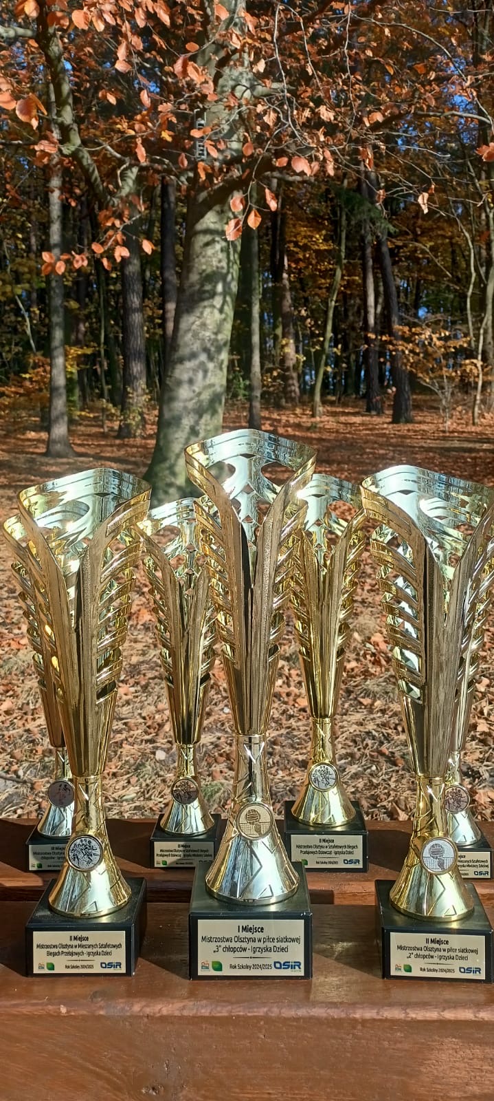 Na zdjęciu znajduje się pięć złotych pucharów ustawionych na drewnianej ławce, w otoczeniu lasu jesienią. Puchary mają ozdobne, metalowe kształty i szerokie kielichy. Na podstawach każdego z nich znajdują się tabliczki z napisami informującymi o zajętych miejscach w różnych zawodach sportowych, organizowanych przez OSiR (Ośrodek Sportu i Rekreacji). Z opisu na tabliczkach wynika, że są to nagrody za mistrzostwa Olsztyna w różnych konkurencjach sportowych dla młodzieży. Tło stanowią drzewa w jesiennych kolorach, z liśćmi w odcieniach pomarańczowo-brązowych.