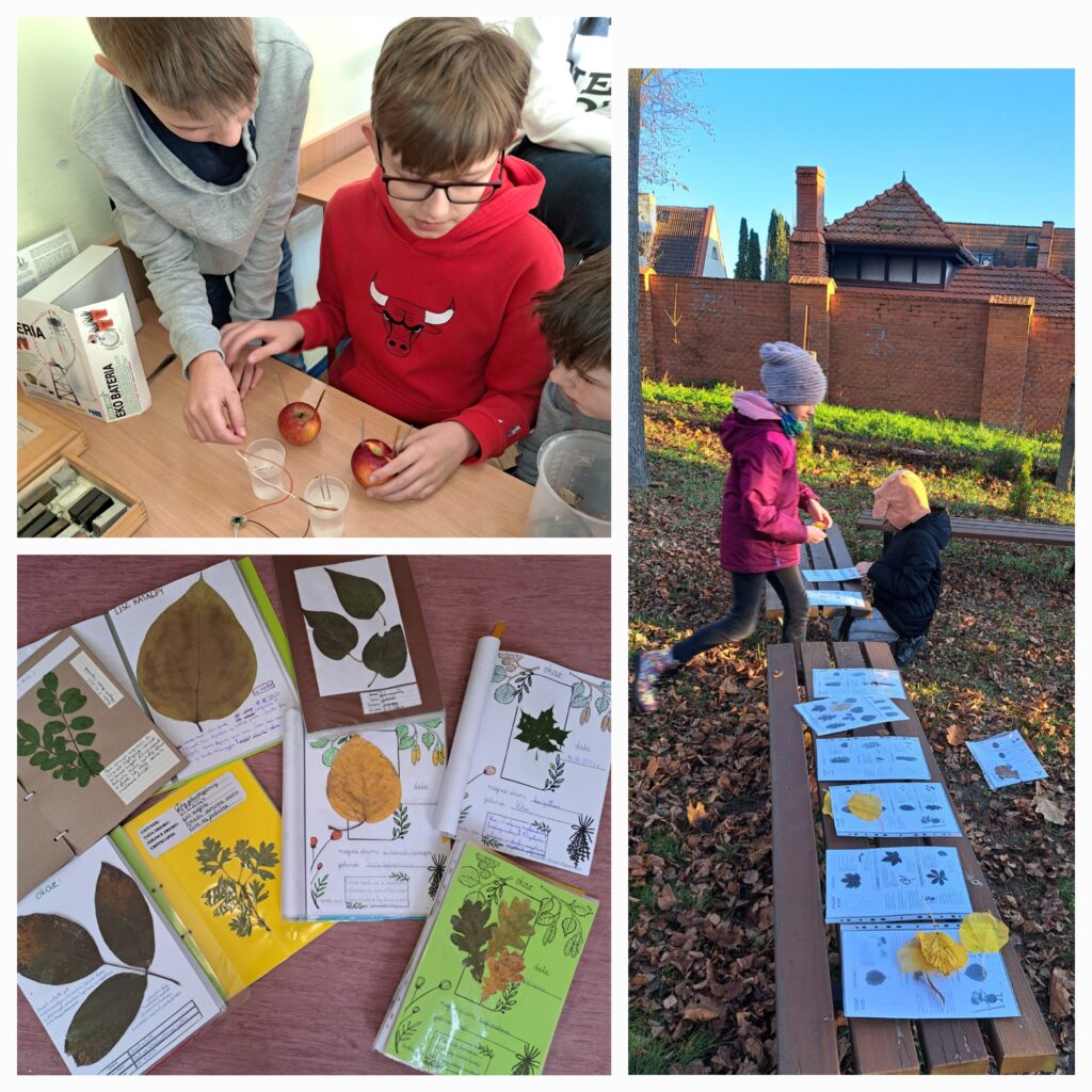 Na zdjęciu przedstawiono uczniów zaangażowanych w różne edukacyjne aktywności związane z nauką przyrody. Pierwsze ujęcie ukazuje grupę chłopców przeprowadzających eksperyment z jabłkami i elektrodami pt. „Eko- bateria”. Drugie zdjęcie przedstawia kolekcję zielników - zeszytów zawierających zasuszone liście różnych gatunków drzew, starannie opisanych i ozdobionych ilustracjami. Trzecie ujęcie pokazuje dzieci pracujące na świeżym powietrzu, siedzące na ławkach w ogródku szkolnym, gdzie rozłożone są karty pracy z zebranymi liśćmi. Całość wskazuje na aktywne i kreatywne podejście do nauki przyrody, które łączy teorię z praktycznym doświadczeniem. Uczniowie są zaangażowani i zainteresowani swoimi zadaniami, co podkreśla edukacyjny charakter przedstawionych scen.