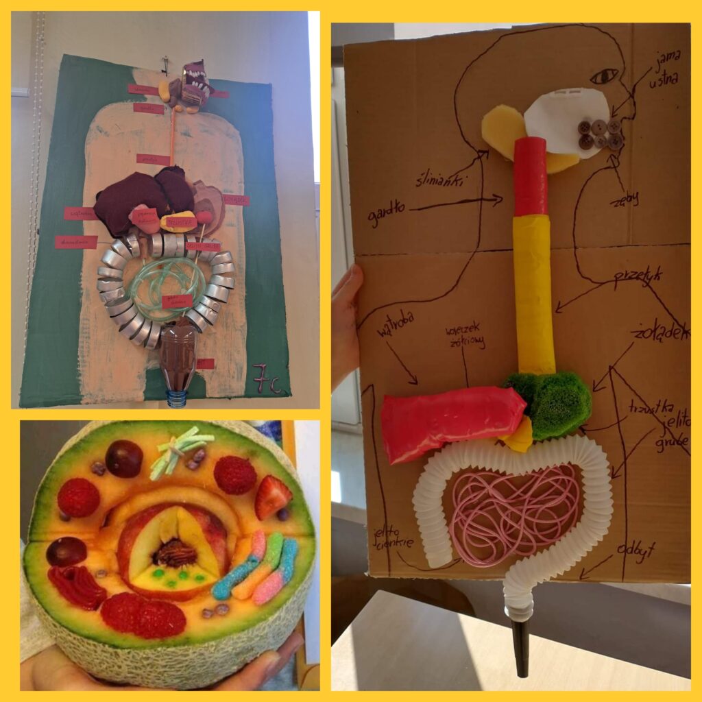 Na zdjęciu widzimy trzy różne modele układu pokarmowego, wykonane z różnych materiałów recyklingowych. Po prawej stronie znajduje się kartonowy model, na którym poszczególne narządy zostały oznaczone i wykonane z różnych materiałów, takich jak plastikowe nakrętki, wata, rurki, sznurki, guziki. W górnym lewym rogu widoczny jest bardziej przestrzenny model przedstawiający układ trawienny, wykonany z tkanin, plastikowych rurek i metalowych elementów, co nadaje mu oryginalny wygląd. W lewym dolnym rogu znajduje się niezwykle kreatywny model w postaci przerobionego melona, w którym owoce, żelki i inne słodycze symbolizują różne organella komórkowe.