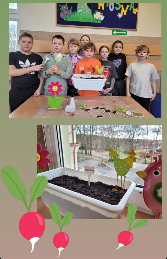 Na zdjęciu przedstawiony jest kolejny etap realizacji edukacyjnego projektu ogrodniczego w świetlicy szkolnej. W górnej części zdjęcia widać grupę dzieci stojących przy stole, na którym znajdują się narzędzia ogrodnicze, tabliczki do oznaczania roślin, spryskiwacz oraz saszetki z nasionami. Jedno z dzieci trzyma skrzynkę wypełnioną ziemią, co sugeruje, że nasiona zostały już zasiane. W tle widoczna jest dekoracja z napisem „Wiosna”. Dolna część zdjęcia pokazuje już zasianą doniczkę umieszczoną na parapecie, gdzie będzie miała dostęp do światła. Widać tabliczkę z napisem „Rzodkiewka”, co wskazuje, że to właśnie tę roślinę posadziły dzieci. Doniczka jest ozdobiona kolorowymi dekoracjami w kształcie kwiatka i kurczaków. Całość zdjęcia uzupełniają grafiki przedstawiające rzodkiewki, podkreślając tematykę projektu.