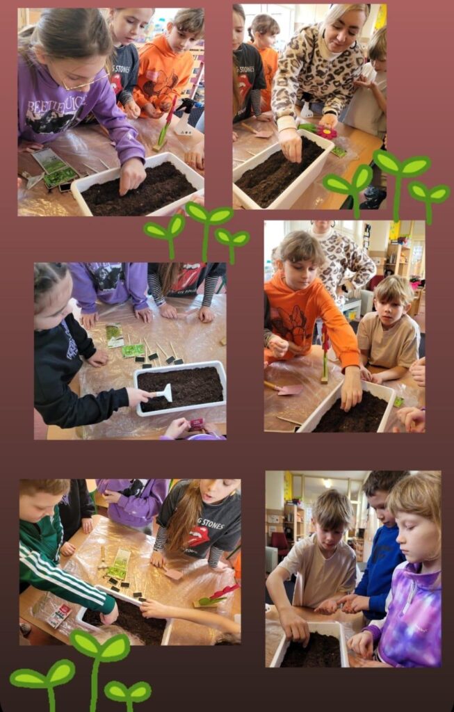 Na zdjęciach uwieczniono kolejny etap świetlicowego projektu ogrodniczego – wysiew nasion. Dzieci, wraz z nauczycielką, starannie umieszczają nasiona w ziemi, dbając o ich równomierne rozmieszczenie. Widać duże zaangażowanie uczniów – niektórzy sypią nasiona, inni spulchniają glebę lub przygotowują oznaczenia dla posadzonych roślin. Całość odbywa się w przyjaznej i kreatywnej atmosferze. W tle widoczne są narzędzia ogrodnicze, paczki z nasionami oraz stolik zabezpieczony folią. Na zdjęciu dodano także grafiki przedstawiające młode rośliny, co podkreśla tematykę wzrostu i rozwoju roślin. To świetny przykład edukacji poprzez praktyczne działanie, które uczy dzieci odpowiedzialności i troski o naturę.