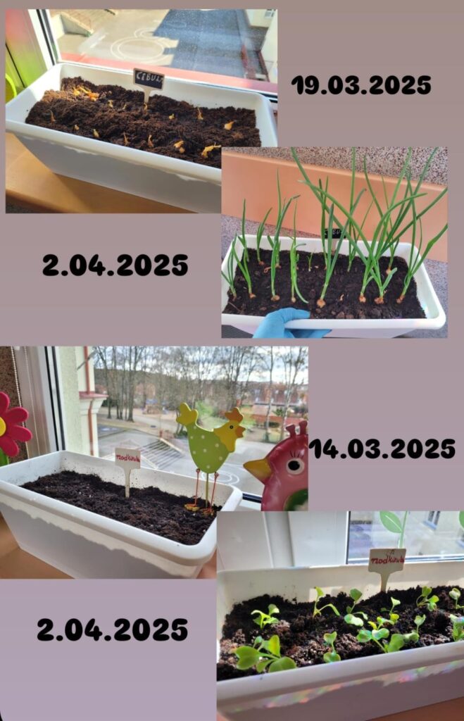 Zdjęcie przedstawia proces uprawy cebuli i poziomek w doniczkach, umieszczonych na parapecie. W górnej części zdjęcia widzimy dwie fotografie dotyczące cebuli: • Zdjęcie z 19.03.2025 – przedstawia doniczkę z kiełkującą cebulą, gdzie już wyrosły długie, zielone szczypiory. • Zdjęcie z 2.04.2025 – pokazuje początkowy etap sadzenia cebuli. Widać świeżo wsadzone cebulki, lekko przykryte ziemią, z tabliczką „CEBULA”. Dolna część zdjęcia dotyczy poziomek: • Zdjęcie z 14.03.2025 – ukazuje pustą ziemię z tabliczką „Poziomka” i dekoracyjnymi figurkami kurek. • Zdjęcie z 2.04.2025 – pokazuje efekty uprawy, gdzie pojawiły się już pierwsze zielone listki sadzonek poziomek. Całość ukazuje postępy w uprawie roślin, a urocze dekoracje dodają przyjemnego, domowego klimatu.