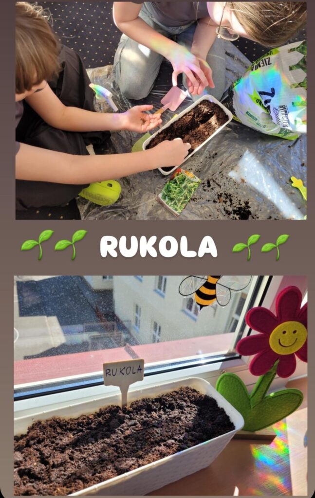 Zdjęcie przedstawia proces sadzenia rukoli. Na górnej części zdjęcia widzimy dwie osoby, które sadzą nasiona w doniczce. Siedzą one na podłodze, a na niej rozłożona jest folia ochronna. W tle znajduje się worek z ziemią ogrodniczą, a obok widoczne są narzędzia do sadzenia, takie jak łopatka i zraszacz. Obok doniczki leży również pojemnik z kiełkami. Dolna część zdjęcia ukazuje już zasadzoną rukolę w białej doniczce, ustawioną na parapecie w nasłonecznionym miejscu. W ziemi wbita jest tabliczka z napisem „RUKOLA”. Obok znajdują się ozdoby – filcowy kwiatek z uśmiechem oraz naklejka pszczoły na szybie. Zdjęcie ma ciepły, domowy klimat i pokazuje radość z uprawy roślin.