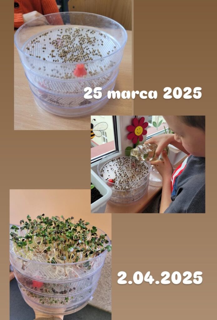 Zdjęcie dokumentuje proces kiełkowania nasion w specjalnym naczyniu do hodowli kiełków. • Zdjęcie z 25 marca 2025 – pokazuje początkowy etap kiełkowania. W przezroczystym pojemniku znajdują się świeżo rozsypane nasiona. • Na kolejnym zdjęciu widać dziecko podlewające nasiona, które znajdują się na parapecie obok innych roślin. W tle widoczne są dekoracje, takie jak uśmiechnięty kwiatek i naklejka pszczoły. • Zdjęcie z 2 kwietnia 2025 – ukazuje wyraźny postęp w uprawie. W naczyniu pojawiły się bujne, zielone kiełki, które urosły w ciągu kilku dni. Cała kompozycja przedstawia proces wzrostu roślin i dbałości o domową uprawę..