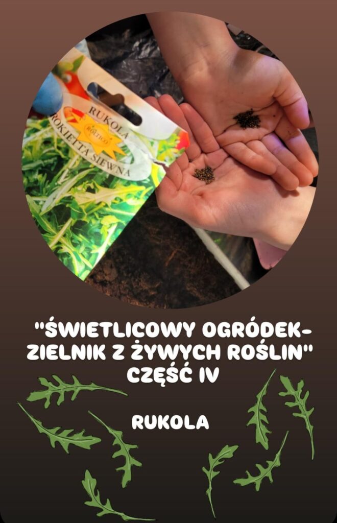 Zdjęcie przedstawia fragment relacji na Instagramie lub innym medium społecznościowym, nawiązującej do projektu "Świetlicowy Ogródek – Zielnik z Żywych Roślin". W centrum kadru widoczne są dłonie dziecka trzymające nasiona rukoli, a w tle znajduje się ziemia przygotowana do wysiewu. Obok widoczna jest torebka z nasionami rukoli, na której widnieje zielona grafika przedstawiająca roślinę. Dolna część zdjęcia zawiera napis "Świetlicowy Ogródek – Zielnik z Żywych Roślin, Część IV: Rukola", ozdobiony ilustracjami liści rukoli. Całość wskazuje na edukacyjny projekt ogrodniczy realizowany w świetlicy, zachęcający dzieci do uprawy ziół i warzyw.