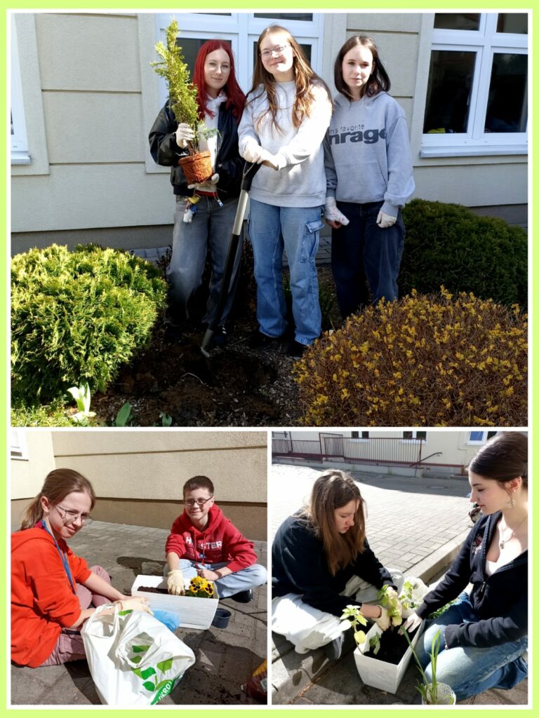 Kolaż pokazuje uczniów sadzących rośliny przy szkole. Na górnym zdjęciu trzy dziewczyny stoją przy krzewach – jedna trzyma doniczkę z iglakiem, druga łopatę. Na dolnych ujęciach: para dzieci sadzi kwiaty siedząc na chodniku oraz dwie dziewczyny sadzą rośliny w białej donicy. Wszyscy są zaangażowani i uśmiechnięci, ciesząc się wiosenną pogodą.