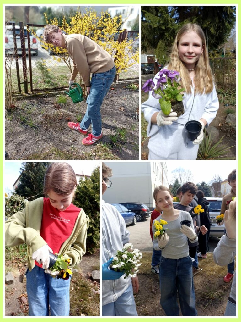 Na kolażu zdjęć widzimy grupę dzieci biorących udział w pracach ogrodniczych na świeżym powietrzu. W lewym górnym rogu chłopiec w beżowej bluzie i czerwonych butach podlewa ziemię zieloną konewką, a w tle widać żółto kwitnący krzew. W prawym górnym rogu dziewczynka w białym stroju trzyma w rękach doniczkę oraz fioletowy kwiat przygotowany do posadzenia. Na dolnym lewym zdjęciu dziewczynka w czerwonej koszulce i zielonej kurtce delikatnie wyciąga kwiat z czarnej doniczki. W prawym dolnym rogu kilkoro dzieci prezentuje przygotowane do sadzenia rośliny, trzymając je ostrożnie w dłoniach w rękawiczkach ochronnych. W tle widoczne są zaparkowane samochody oraz wiosenna zieleń, co sugeruje, że akcja sadzenia odbywa się wczesną wiosną na terenie szkolnym lub osiedlowym.