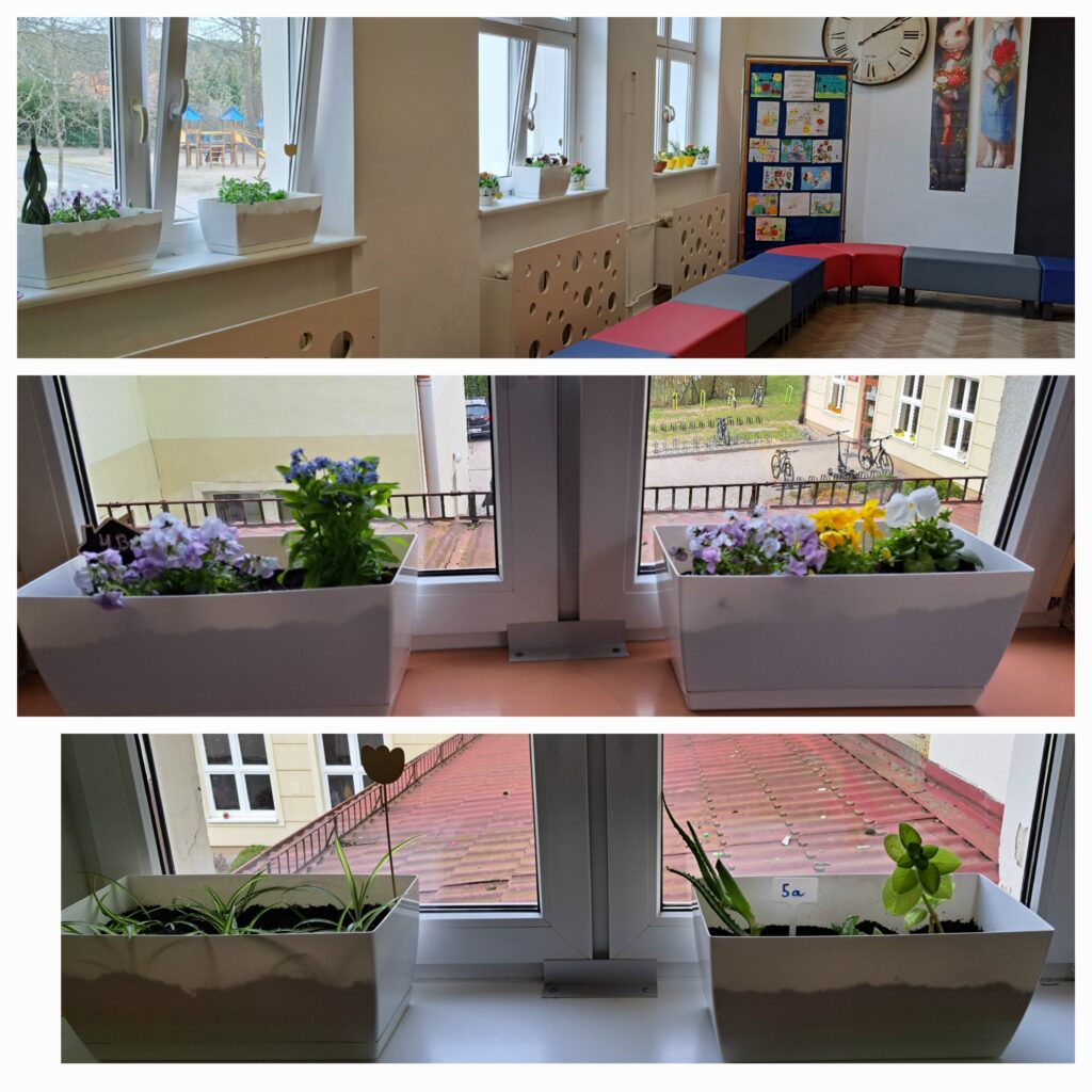 Zdjęcie pokazuje jasny szkolny korytarz z dużymi oknami, na których parapetach stoją białe doniczki z roślinami. W doniczkach rosną kolorowe kwiaty – fioletowe, żółte i białe – oraz zielone rośliny o różnych kształtach liści. Za oknami widać szkolne podwórko i budynki. W jednym rogu sali są kolorowe ławki, zegar na ścianie i plansze z dziecięcymi rysunkami. Całość tworzy przytulną, wiosenną atmosferę.