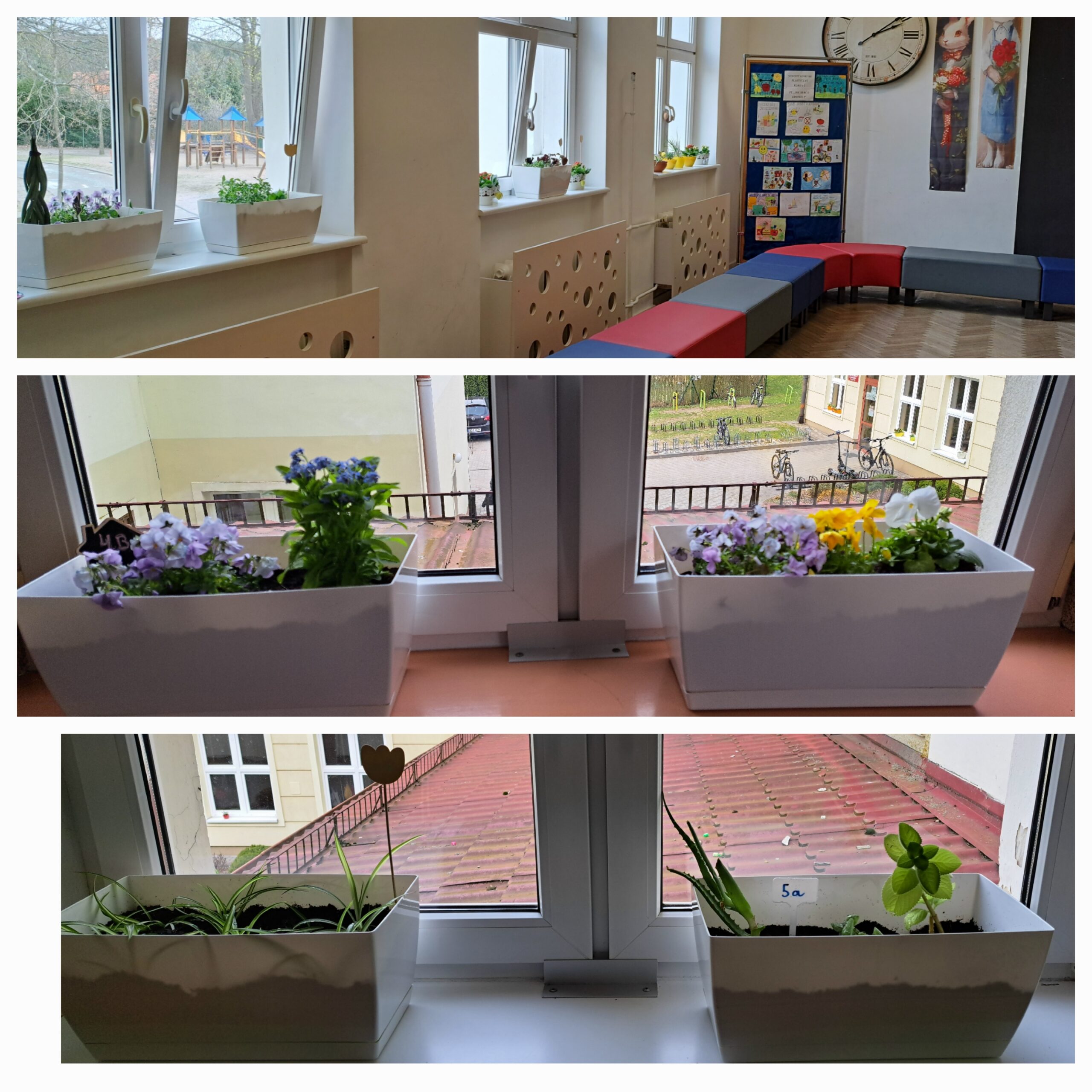 Zdjęcie pokazuje jasny szkolny korytarz z dużymi oknami, na których parapetach stoją białe doniczki z roślinami. W doniczkach rosną kolorowe kwiaty – fioletowe, żółte i białe – oraz zielone rośliny o różnych kształtach liści. Za oknami widać szkolne podwórko i budynki. W jednym rogu sali są kolorowe ławki, zegar na ścianie i plansze z dziecięcymi rysunkami. Całość tworzy przytulną, wiosenną atmosferę.