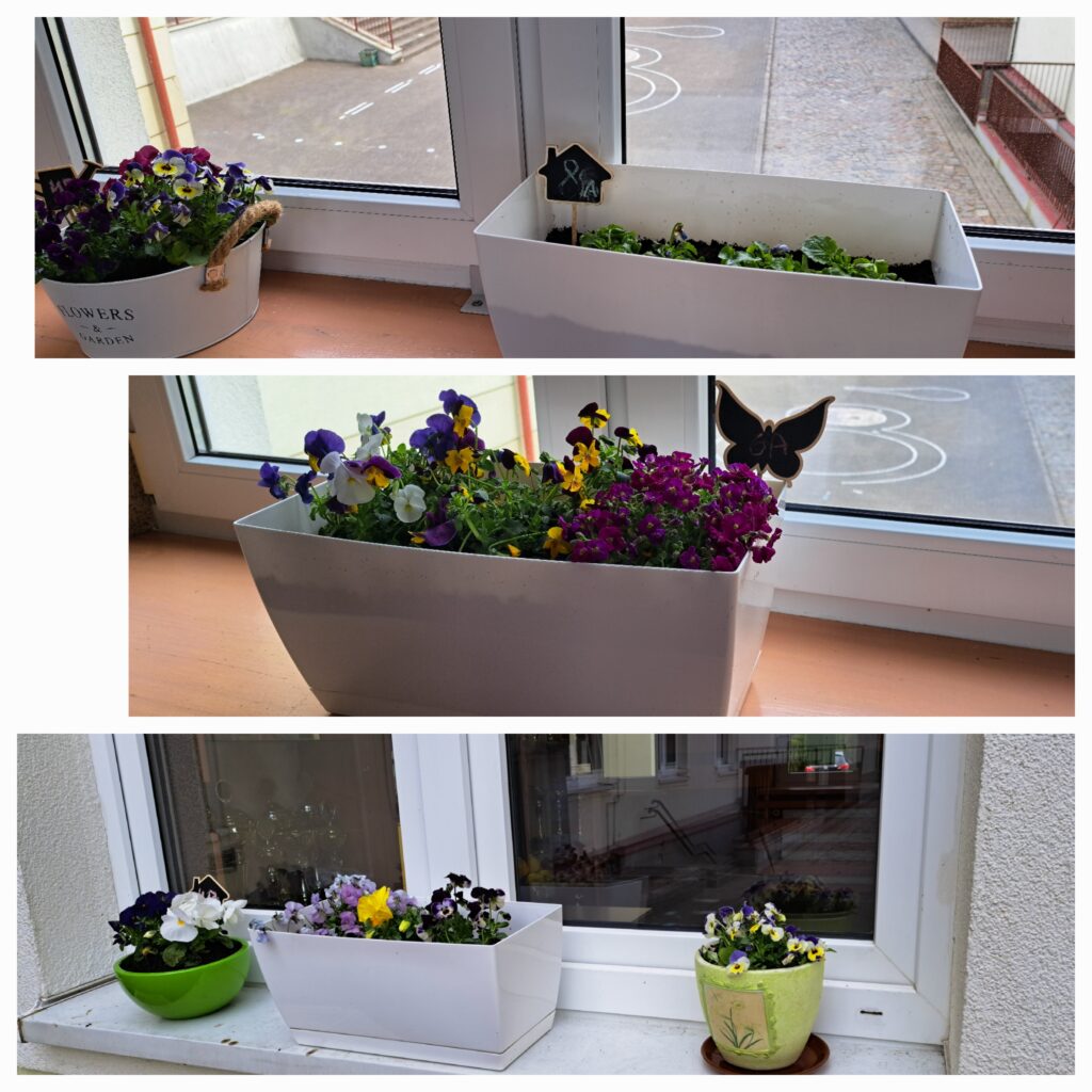 Zdjęcie przedstawia różne okienne parapety w szkole, na których stoją doniczki z kolorowymi bratkami. Kwiaty są w odcieniach fioletu, żółci, bieli i granatu, tworząc żywe, wiosenne kompozycje. Doniczki mają różne kształty i kolory – od klasycznych białych skrzynek po zieloną okrągłą donicę. W niektórych doniczkach są małe tabliczki w kształcie domku lub motyla z oznaczeniami. Za oknami widać szkolne podwórko z rysunkami na asfalcie oraz fragmenty budynków. Całość sprawia radosne i zadbane wrażenie.