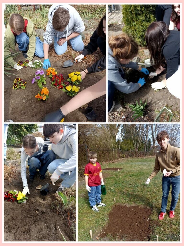 Na zdjęciu widać kilka ujęć dzieci i młodzieży pracujących w ogrodzie. Uczniowie w rękawiczkach ochronnych kucają i klęczą nad grządkami ziemi. W jednym ujęciu sadzą kolorowe kwiaty – bratki w odcieniach żółtym, czerwonym, fioletowym i białym. W innych ujęciach dzieci kopią dołki i przygotowują ziemię pod sadzenie. W lewym dolnym zdjęciu dwóch chłopców sieje ziarenka do ziemi na wyznaczonym kawałku ziemi. W tle widać wczesnowiosenne otoczenie – jeszcze bez liści na drzewach. Atmosfera jest radosna i pełna współpracy.