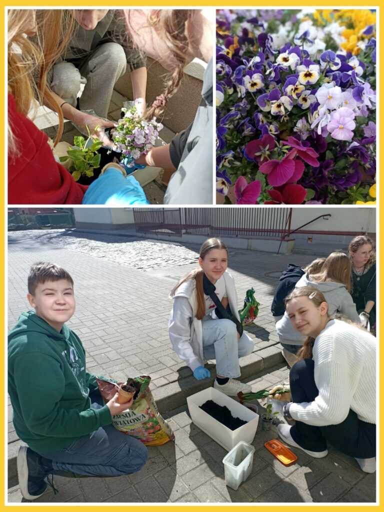 Na zdjęciu uczniowie pracują na świeżym powietrzu, sadząc rośliny do doniczek. W dolnej części fotografii grupa młodzieży siedzi na schodach przed szkołą. Uśmiechnięci uczniowie trzymają doniczki, worek z ziemią oraz narzędzia ogrodnicze. Na górze po lewej stronie widać zbliżenie rąk dzieci, które razem wkładają kwiaty do białej doniczki. Po prawej stronie znajduje się kolorowe zbliżenie na różnobarwne bratki – kwiaty w odcieniach fioletu, żółci, bieli i różu. Zdjęcie ukazuje zaangażowanie uczniów i radość z pracy zespołowej.