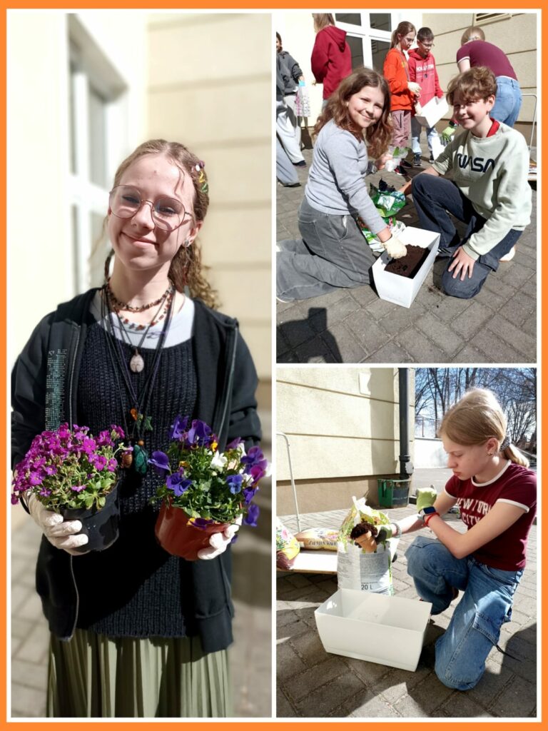 Na zdjęciu uczniowie pracują na szkolnym dziedzińcu, sadząc kwiaty do doniczek. Po lewej stronie widzimy uśmiechniętą dziewczynę w okularach, która trzyma w rękach dwie doniczki z kolorowymi kwiatami – w odcieniach fioletu, różu i bieli. Po prawej stronie, w górnej części, para uczniów klęczy przy białej doniczce, wsypując do niej ziemię. W tle widać grupę innych uczniów, również zaangażowanych w ogrodnicze działania. Na dole po prawej kolejna dziewczynka, ubrana w bordową koszulkę i dżinsy, wsypuje ziemię do doniczki. Cała scena odbywa się w słoneczny dzień i emanuje radosną atmosferą współpracy.