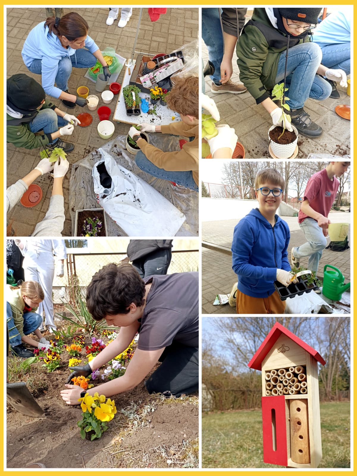 Na kolażu widzimy uczniów biorących udział w zajęciach ogrodniczych na świeżym powietrzu. W górnym lewym rogu dzieci sadzą rośliny do kolorowych doniczek, korzystając z ziemi, łopatek i rękawiczek ochronnych. Obok, po prawej stronie, chłopiec sadzi sadzonkę do ozdobnej doniczki, koncentrując się na dokładnym umieszczeniu jej w ziemi. Na dole po lewej grupa dzieci pracuje w ogrodzie, sadząc kolorowe bratki bezpośrednio do ziemi - widoczna jest żywa rabatka z kwiatami. Po prawej stronie, w środku, uśmiechnięty chłopiec pokazuje rozsadnik z młodymi roślinami. Na dole znajduje się domek dla owadów umieszczony na trawniku, który świadczy o tym, że uczniowie dbają nie tylko o rośliny, ale też o ekosystem i owady zapylające.
