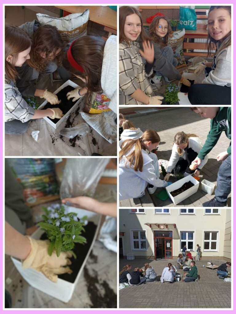 Na kolażu zdjęć widzimy grupę dzieci biorących udział w zajęciach ogrodniczych. Dzieci, ubrane w wygodne ubrania i rękawiczki ochronne, sadzą rośliny w białych donicach wypełnionych ziemią. Na górnych zdjęciach zajęcia odbywają się wewnątrz budynku - dzieci uśmiechają się, pracują wspólnie i są zaangażowane w sadzenie kwiatów. Na dolnych zdjęciach akcja przenosi się na zewnątrz, gdzie dzieci siedzą na dziedzińcu przed szkołą i kontynuują swoją pracę. W tle widoczny jest budynek szkoły. Całość ukazuje atmosferę współpracy, nauki i radości z kontaktu z naturą