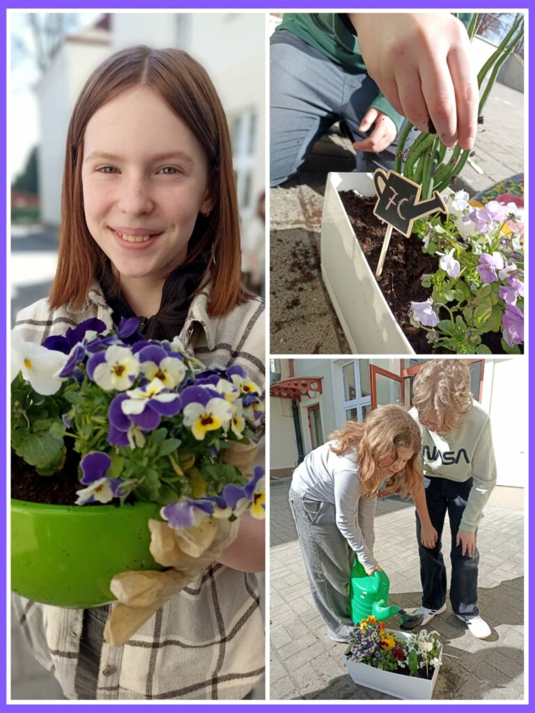 Na kolażu widzimy trzy zdjęcia przedstawiające dzieci zaangażowane w sadzenie i pielęgnację kwiatów. Na zdjęciu po lewej stronie dziewczynka z rudymi włosami uśmiecha się do aparatu, trzymając w rękach zieloną doniczkę z kolorowymi bratkami. W prawym górnym rogu chłopiec sadzi rośliny do białej doniczki i umieszcza w niej tabliczkę w kształcie konewki z oznaczeniem klasy "7C". Na dolnym zdjęciu po prawej stronie dziewczynka z chłopcem podlewają posadzone kwiaty zieloną konewką stojąc przed budynkiem szkoły Wszystkie dzieci wyglądają na zaangażowane i zadowolone z wykonywanej pracy. Kolaż ukazuje radosną atmosferę wspólnego działania oraz troskę o przyrodę.