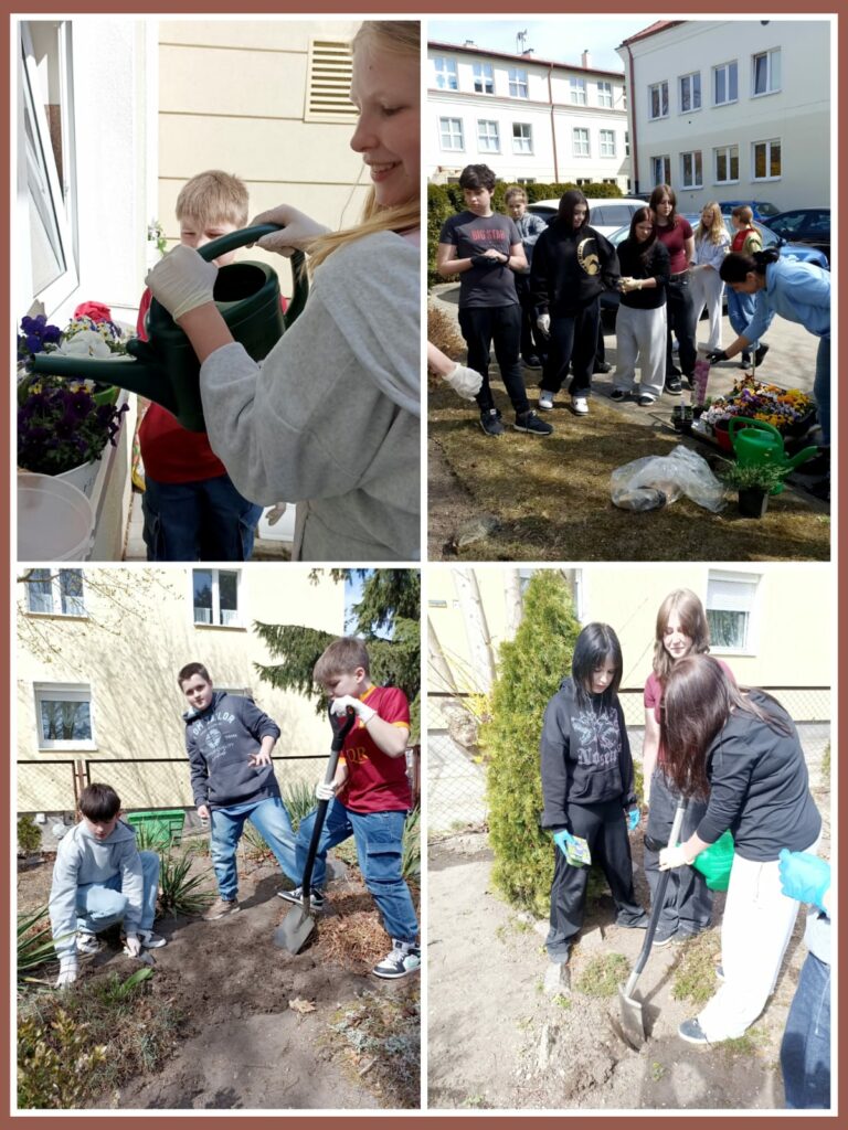 Na kolażu widzimy uczniów zaangażowanych w wiosenne prace ogrodnicze wokół szkoły. W lewym górnym rogu dziewczynka podlewa kolorowe bratki w skrzynce przy oknie, a obok niej stoi uśmiechnięty chłopiec. Obrazek po prawej stronie przedstawia grupę uczniów przygotowujących sie do sadzenia - widać rozłożone kwiaty, ziemię, konewki i narzędzia ogrodnicze. W lewym dolnym rogu kilku chłopców przekopuje rabatkę, usuwając stare liście i chwasty. W prawym dolnym zdjęciu cztery dziewczynki wspólnie kopią dołek pod nowe rośliny, a jedna z nich trzyma paczkę z nasionami. Cały kolaż ukazuje zaangażowanie uczniów i radość z udziału w działaniach ekologicznych, które nie tylko uczą odpowiedzialności, ale też upiększają szkolne otoczen