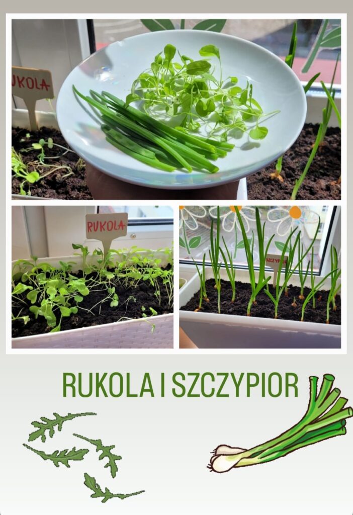 Na kolażu widzimy efekty pracy dzieci w ramach projektu „Świetlicowy ogródek – zielnik z żywych roślin”. Główne zdjęcie przedstawia talerzyk z zebranym szczypiorem i świeżą rukolą, gotowymi do degustacji. Poniżej umieszczono dwa ujęcia doniczek: po lewej bujnie rosnąca rukola, a po prawej – szczypior, wyrastający równymi rzędami. Całość uzupełniają rysunkowe grafiki liści rukoli i szczypioru oraz podpis „RUKOLA I SZCZYPIOR”, nadające obrazowi edukacyjno-przyrodniczy charakter.