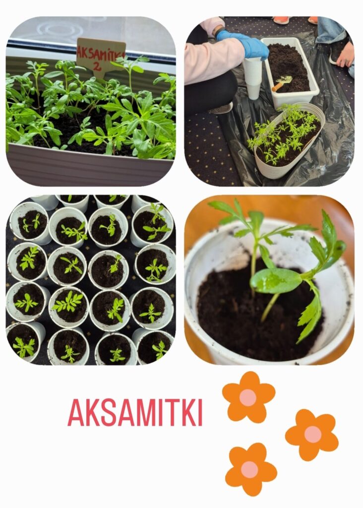 Na kolażu przedstawiono etapy pracy dzieci nad uprawą aksamitek w ramach projektu „Świetlicowy ogródek – zielnik z żywych roślin”. W górnym lewym rogu widzimy bujne sadzonki aksamitek w donicy, oznaczonej etykietką. Obok – ujęcie dzieci podczas przesadzania roślin: uczniowie z zaangażowaniem rozsadzają sadzonki do plastikowych kubeczków. W lewym dolnym rogu ukazano uporządkowane rządki młodych aksamitek w białych pojemniczkach. Zdjęcie po prawej przedstawia zbliżenie jednej z sadzonek, z której wyraźnie widać zdrowe, zielone liście. Całość ozdobiona jest grafiką kwiatków i podpisem „AKSAMITKI”, podkreślającym temat uprawy.