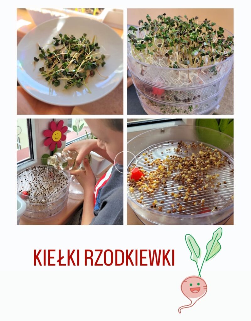 Na kolażu zdjęć przedstawiono proces hodowli kiełków rzodkiewki, wykonywany przez dziecko. W lewym dolnym rogu widać chłopca, który podlewa nasiona na przezroczystej tacce kiełkownicy ustawionej na parapecie. W prawym dolnym rogu pokazano nasiona w początkowym etapie kiełkowania – leżą na sitku i są lekko napęczniałe. W prawym górnym rogu widzimy dobrze rozwinięte kiełki rzodkiewki w kiełkownicy – mają długie białe łodyżki i zielone listki. W lewym górnym rogu kiełki zostały już zebrane i podane na białym talerzu. Na dole grafiki znajduje się podpis: „KIEŁKI RZODKIEWKI” oraz uśmiechnięty rysunek rzodkiewki z oczami i policzkami.