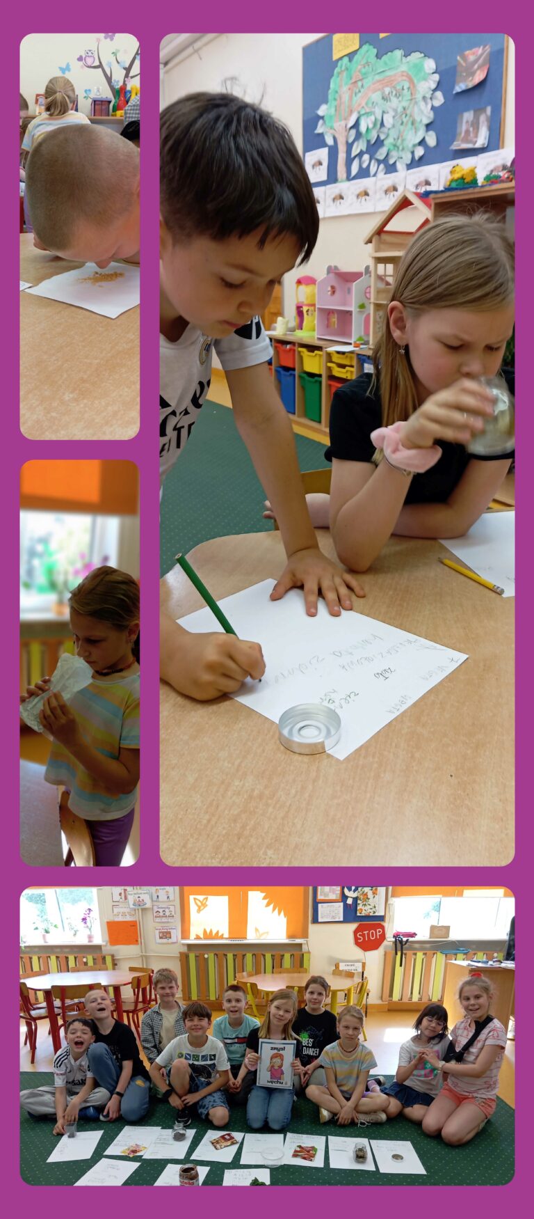 Zdjęcie 1 Na zdjęciu widać chłopca o bardzo krótkich włosach. Chłopiec stoi przy stoliku i nachyla się nad kartką na której jest przyprawa curry- wącha ją. Zdjęcie 2 Na zdjęciu widać dziewczynkę o blond włosach, która stoi przy stoliku na którym jest pudełeczko plastikowe, w której jest sól. Dziewczynka trzyma w ręku torebkę, w której jest mięta- wącha ją. Zdjęcie 3 Na zdjęciu widać dwoje dzieci, dziewczynkę i chłopca. Chłopiec pochyla się nad kartką i pisze ołówkiem, natomiast dziewczynka siedzi obok i wącha liść laurowy z przezroczystego słoiczka. Na stole leżą kartki z odręcznymi notatkami oraz dwa ołówki – jeden zielony i jeden żółty. W tle widać półki z kolorowymi pudełkami, domek dla lalek i prace plastyczne na tablicy. Zdjęcie 4 Na zdjęciu widzimy grupę dwunastu uśmiechniętych dzieci siedzących na dywanie w Sali świetlicowej. Przed dziećmi leżą kartki papieru z zapisanymi nazwami przypraw Dziewczynka w środku trzyma dużą kartkę z napisem „Zmysł smaku”. W tle widać pomarańczowe rolety , kolorowe krzesła i stoły, a także tablice edukacyjne na ścianach.