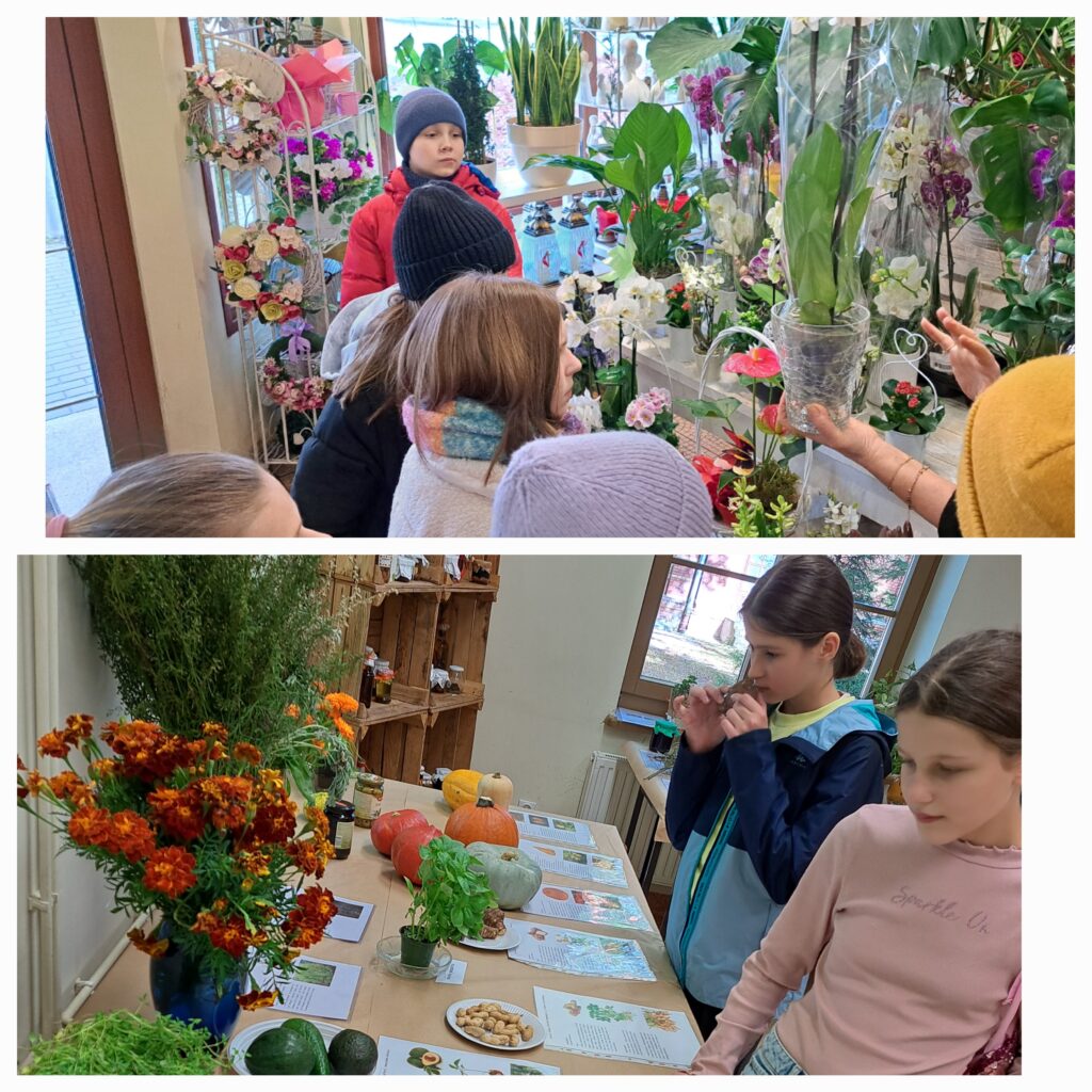 Na zdjęciu widzimy dwie sceny związane z poznawaniem roślin. W górnej części zdjęcia grupa dzieci odwiedza kwiaciarnię – dzieci z zainteresowaniem oglądają różne rośliny doniczkowe, w tym storczyki. Dorosła osoba - sprzedawczyni, trzyma w rękach roślinę i opowiada o niej grupie. Dzieci ubrane są w zimowe kurtki i czapki. W dolnej części zdjęcia dziewczynki oglądają stół z wystawionymi warzywami, roślinami i informacjami edukacyjnymi. Jedna z dziewczynek wącha zioło, co pokazuje, że dzieci mają okazję poznawać rośliny również zmysłem węchu. Całość tworzy obraz edukacyjnej wycieczki, podczas której dzieci uczą się o roślinach i ich zastosowaniu.